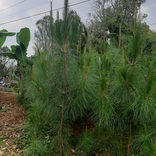 Detail Harga Pohon Pinus Tinggi 2 Meter Nomer 20
