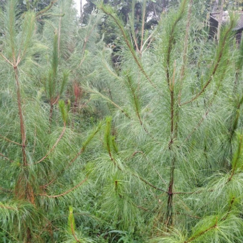 Detail Harga Pohon Pinus Tinggi 2 Meter Nomer 21