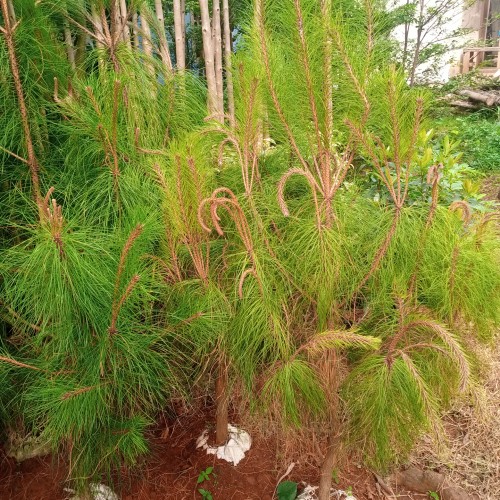 Detail Harga Pohon Pinus Tinggi 2 Meter Nomer 34