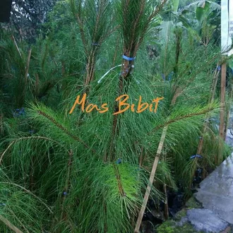 Detail Harga Pohon Pinus Tinggi 2 Meter Nomer 37