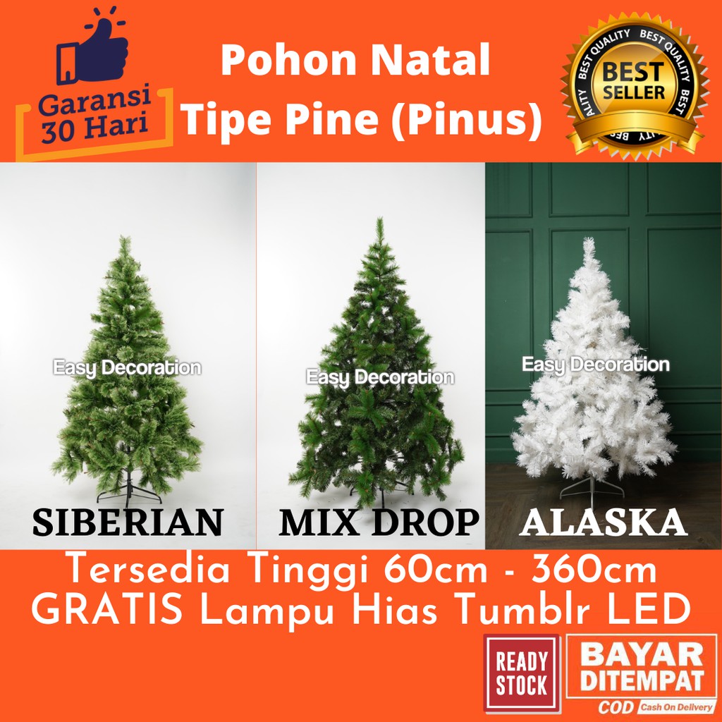 Detail Harga Pohon Pinus Tinggi 2 Meter Nomer 42