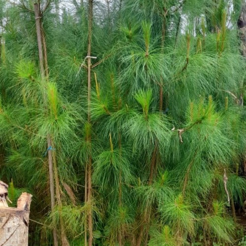 Detail Harga Pohon Pinus Tinggi 2 Meter Nomer 45