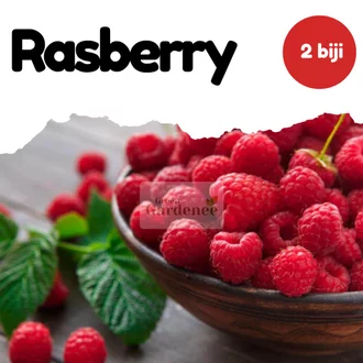 Detail Harga Raspberry Buah Nomer 44