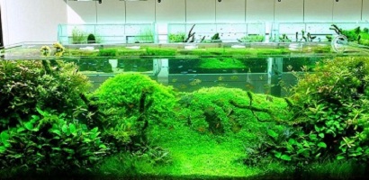 Detail Harga Tanaman Air Untuk Aquarium Nomer 14