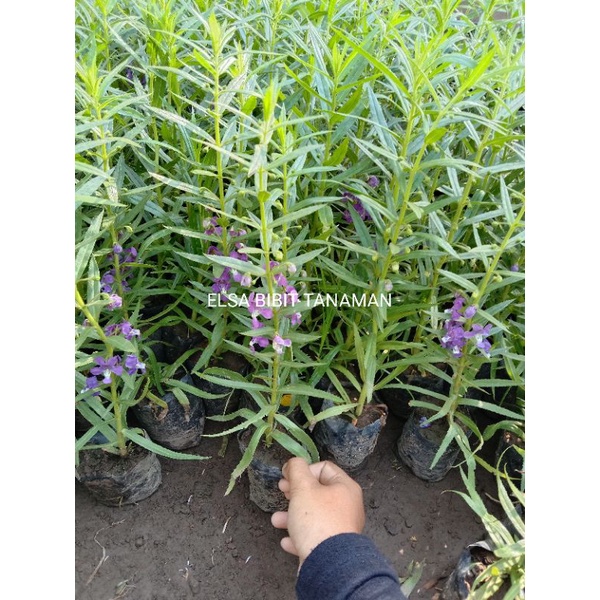 Detail Harga Tanaman Lavender Nomer 26