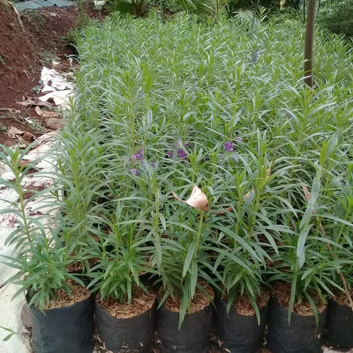 Detail Harga Tanaman Lavender Nomer 50