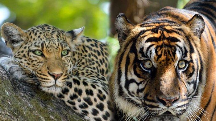 Harimau Dan Macan Tutul - KibrisPDR