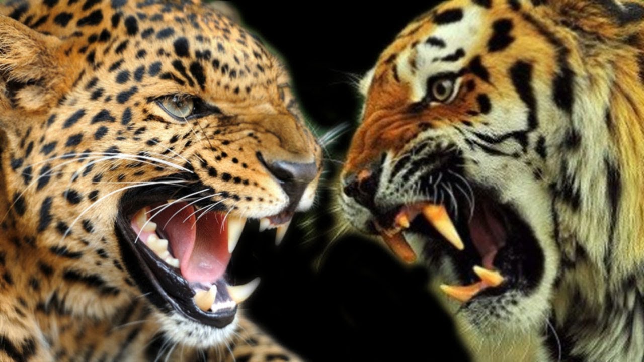 Detail Harimau Dan Macan Tutul Nomer 2