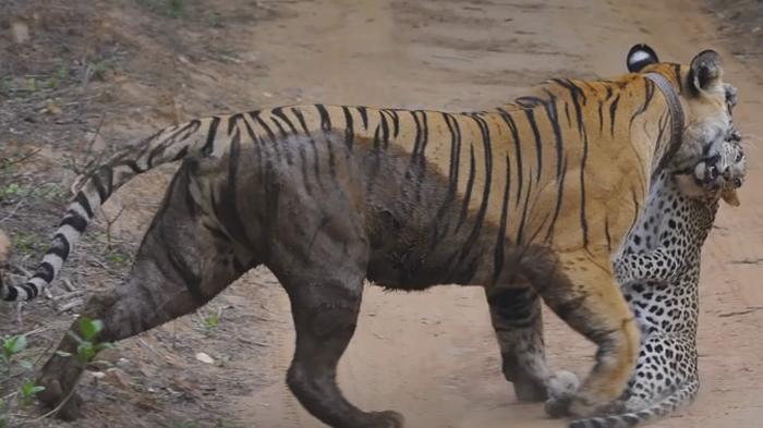 Detail Harimau Dan Macan Tutul Nomer 15
