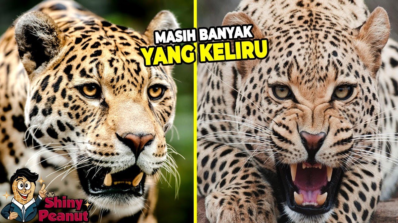 Detail Harimau Dan Macan Tutul Nomer 16