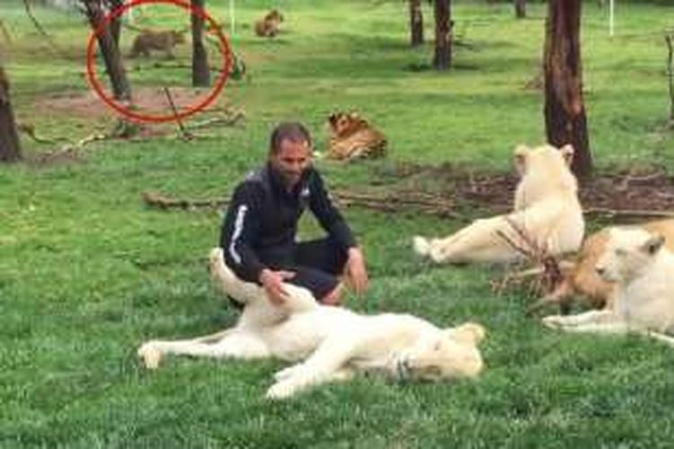 Detail Harimau Dan Macan Tutul Nomer 18