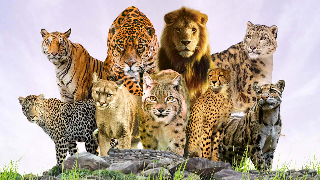 Detail Harimau Dan Macan Tutul Nomer 19