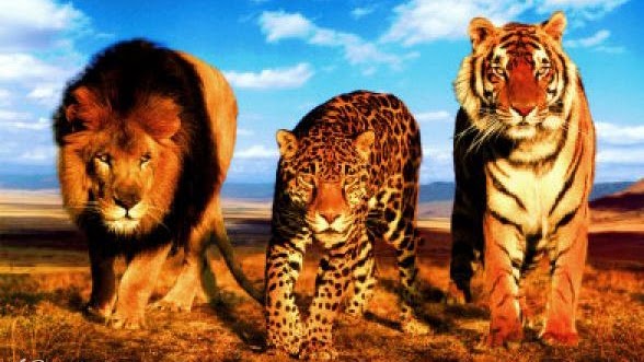 Detail Harimau Dan Macan Tutul Nomer 3