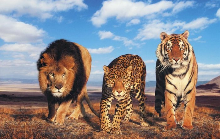 Detail Harimau Dan Macan Tutul Nomer 23