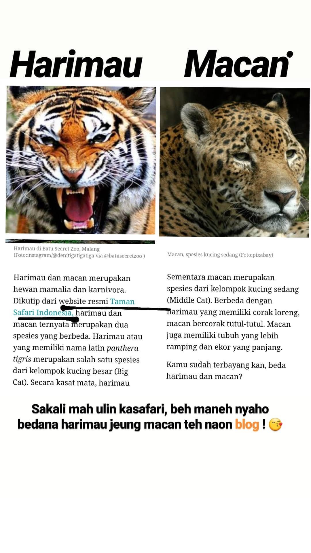 Detail Harimau Dan Macan Tutul Nomer 4