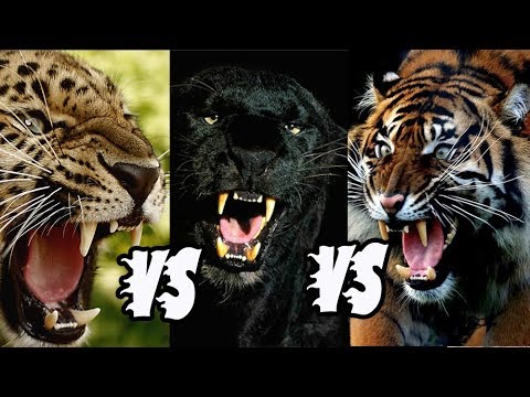 Detail Harimau Dan Macan Tutul Nomer 27