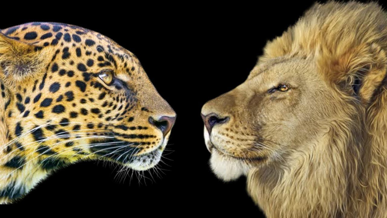 Detail Harimau Dan Macan Tutul Nomer 32