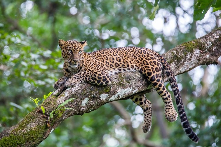 Detail Harimau Dan Macan Tutul Nomer 34
