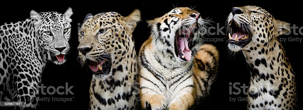Detail Harimau Dan Macan Tutul Nomer 35