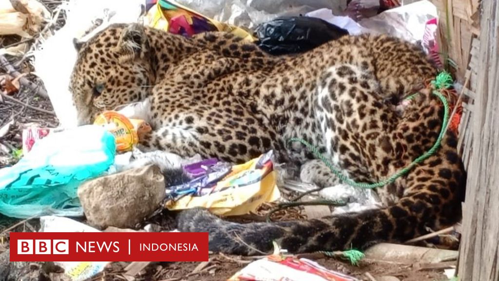 Detail Harimau Dan Macan Tutul Nomer 36