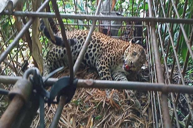 Detail Harimau Dan Macan Tutul Nomer 40