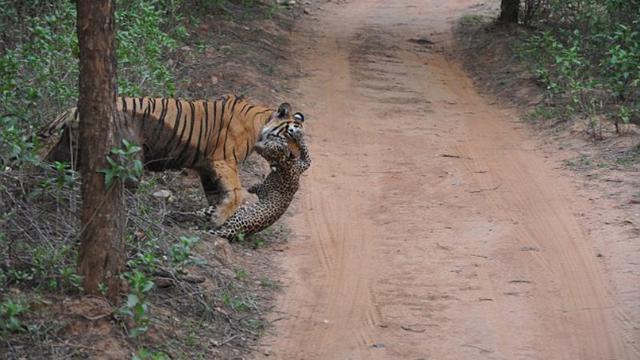 Detail Harimau Dan Macan Tutul Nomer 6