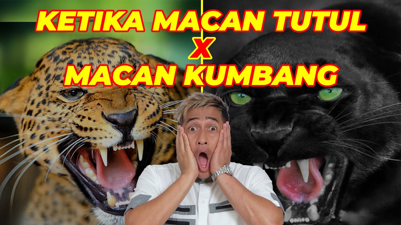 Detail Harimau Dan Macan Tutul Nomer 43