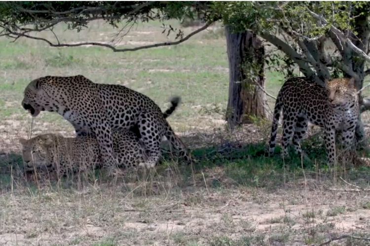 Detail Harimau Dan Macan Tutul Nomer 45