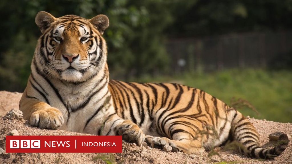 Detail Harimau Dan Macan Tutul Nomer 46