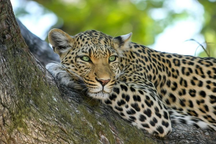 Detail Harimau Dan Macan Tutul Nomer 48