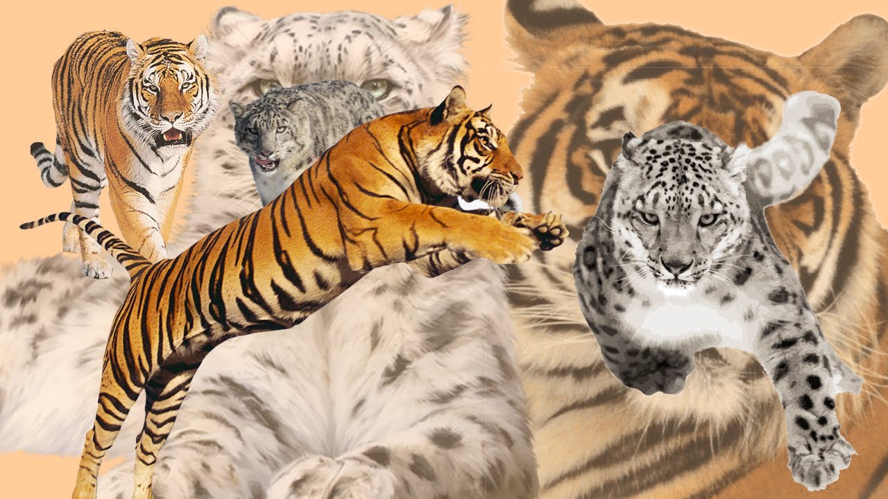 Detail Harimau Dan Macan Tutul Nomer 7