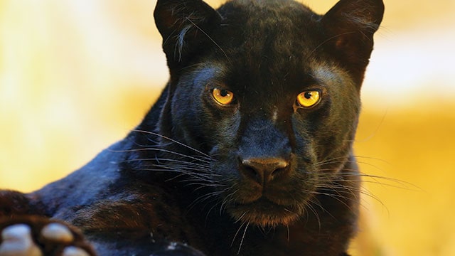 Detail Harimau Dan Macan Tutul Nomer 8
