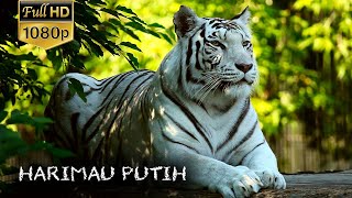 Detail Harimau Hd Nomer 20