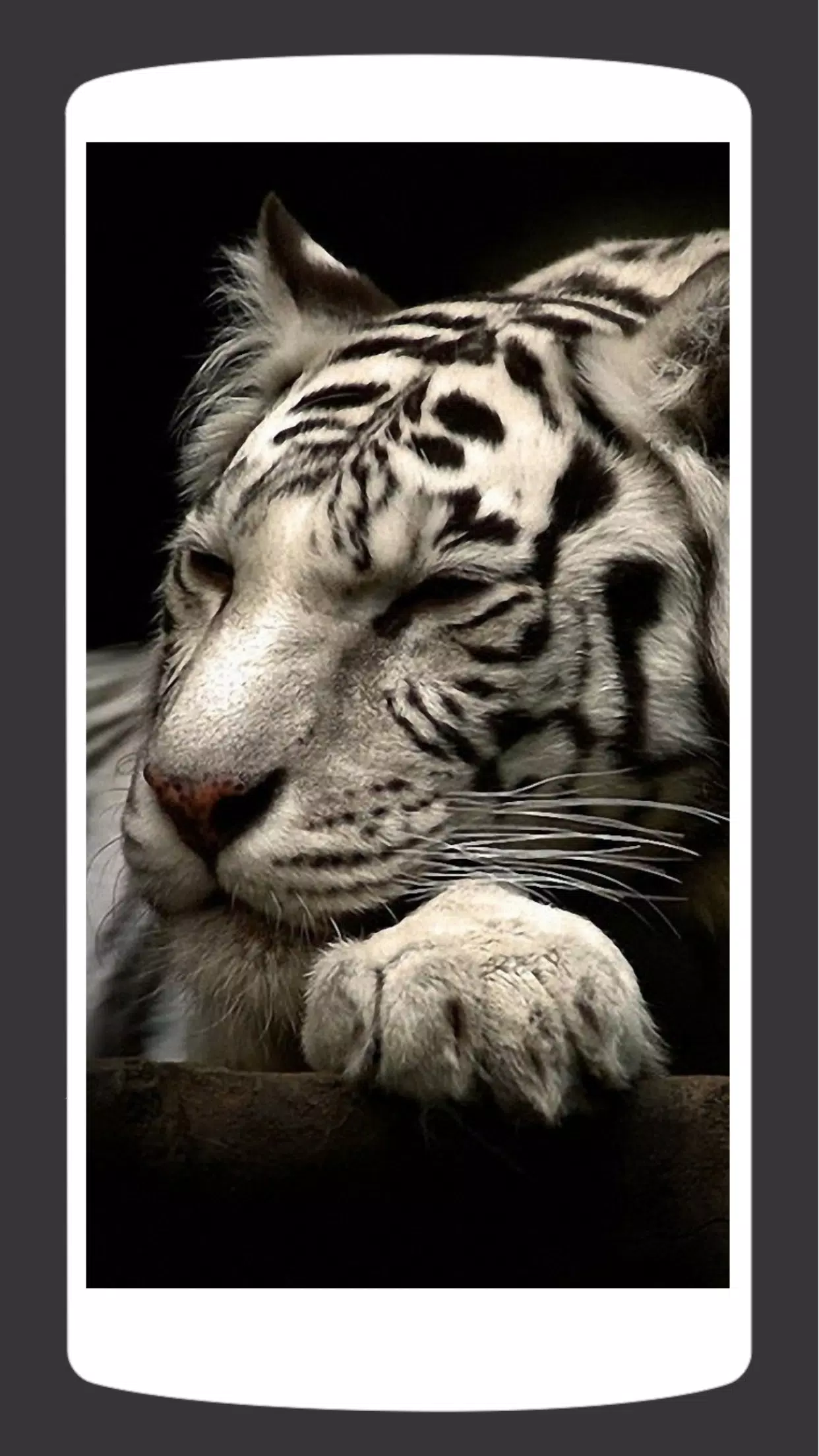 Detail Harimau Hd Nomer 36
