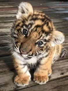 Detail Harimau Kecil Lucu Nomer 12