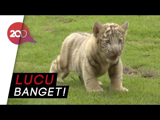 Detail Harimau Kecil Lucu Nomer 16