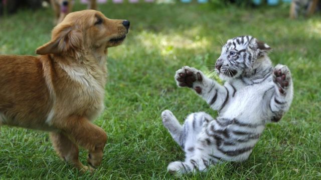 Detail Harimau Kecil Lucu Nomer 17