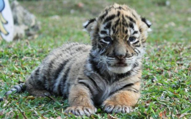 Detail Harimau Kecil Lucu Nomer 18