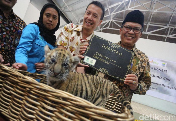 Detail Harimau Kecil Lucu Nomer 22