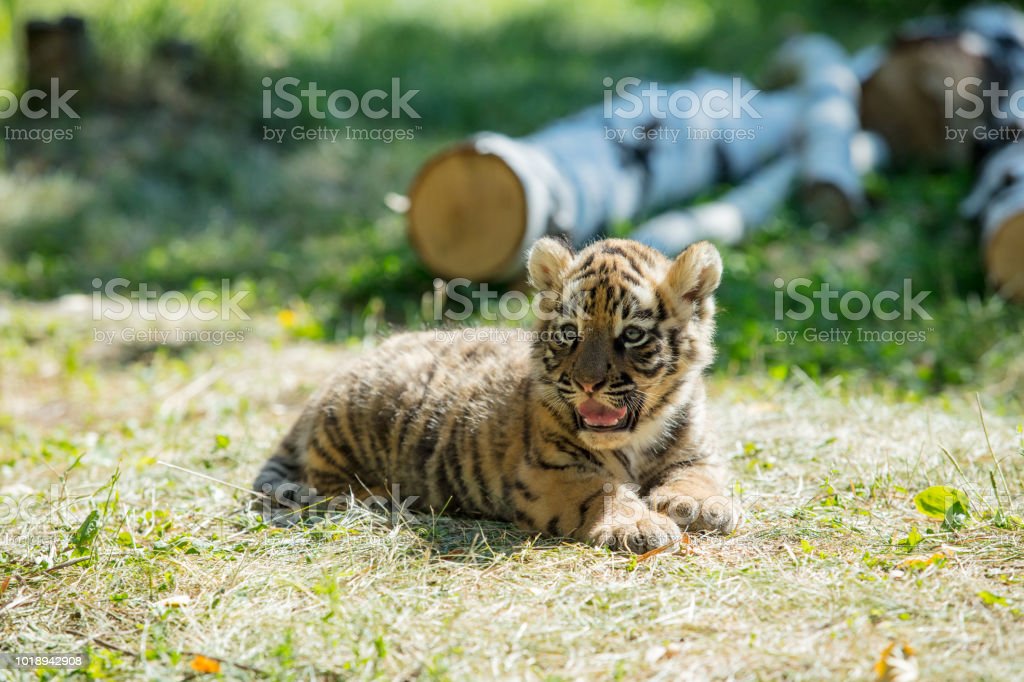 Detail Harimau Kecil Lucu Nomer 26