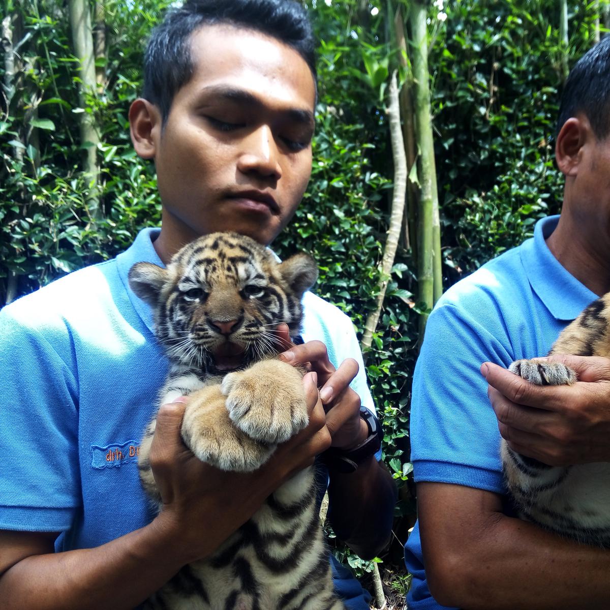 Detail Harimau Kecil Lucu Nomer 27