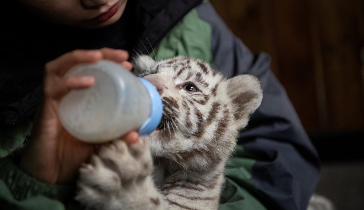 Detail Harimau Kecil Lucu Nomer 4