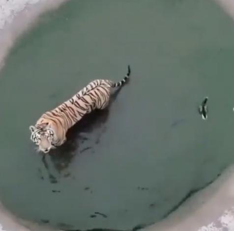 Detail Harimau Kecil Lucu Nomer 28