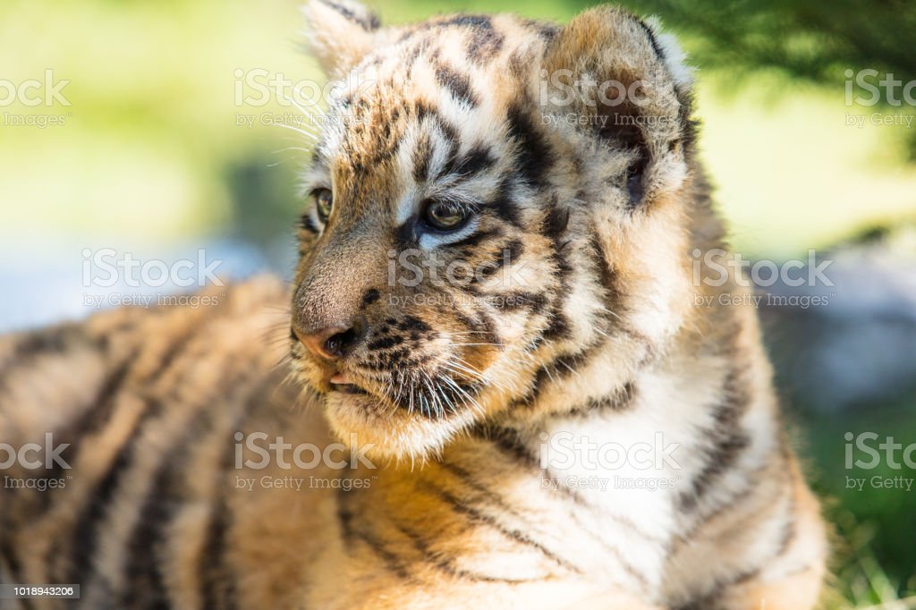 Detail Harimau Kecil Lucu Nomer 34
