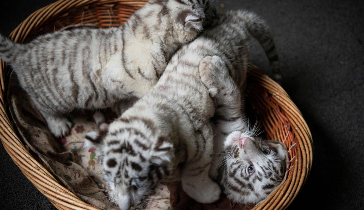 Detail Harimau Kecil Lucu Nomer 36