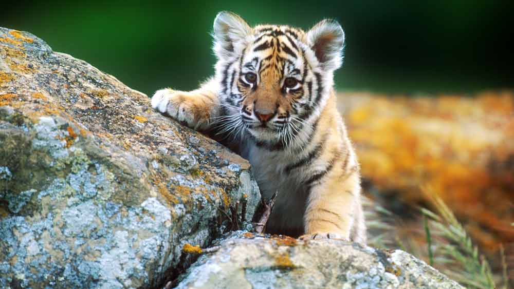 Detail Harimau Kecil Lucu Nomer 5