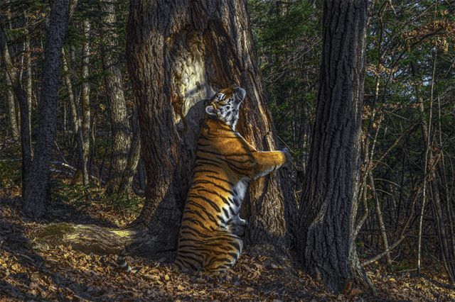 Detail Harimau Kecil Lucu Nomer 38
