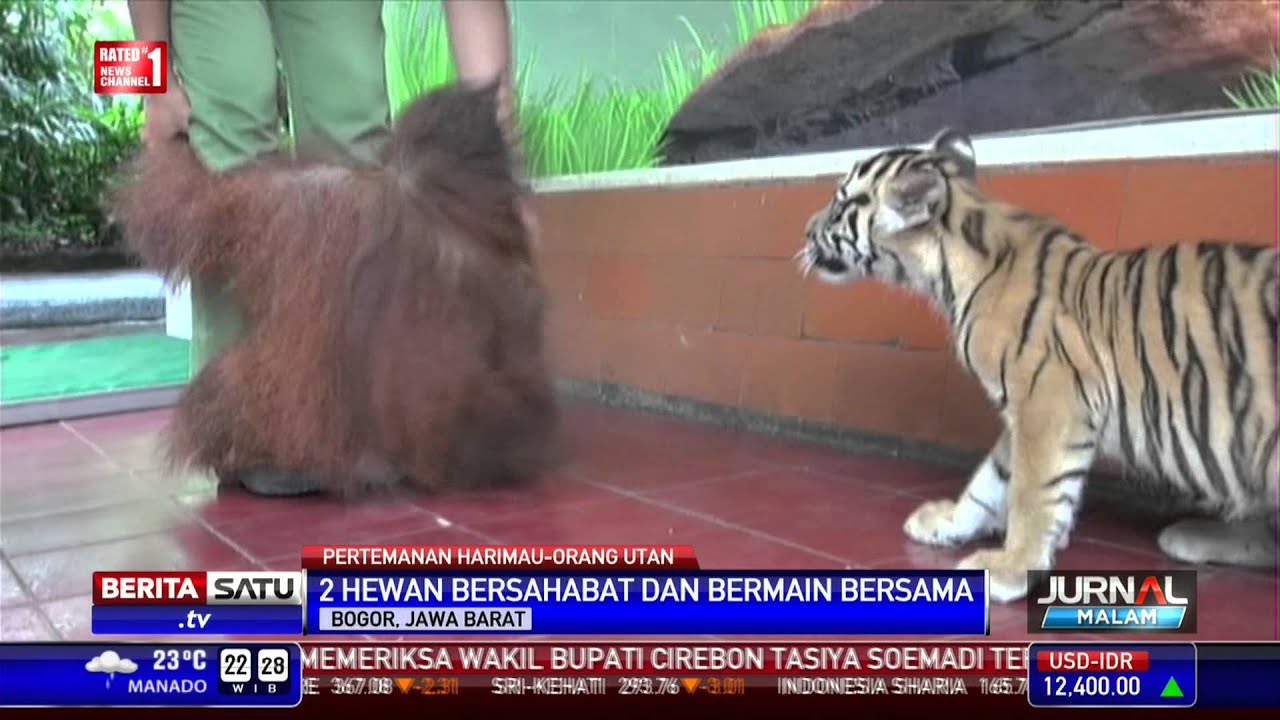 Detail Harimau Kecil Lucu Nomer 40