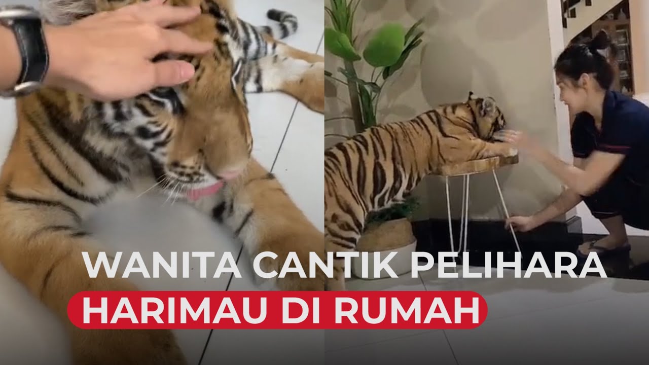Detail Harimau Kecil Lucu Nomer 42