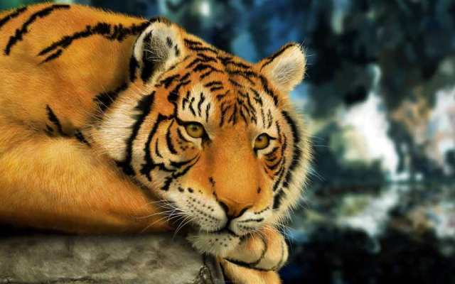 Detail Harimau Kecil Lucu Nomer 43